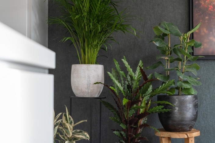 detailfoto van planten in designkeuken