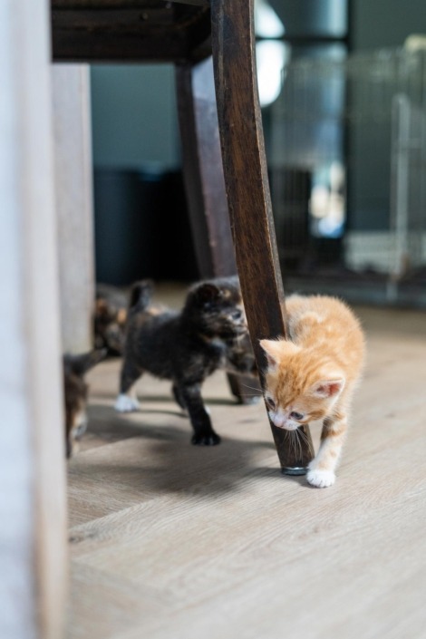 sfeerfoto kittens in keuken